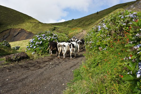Klik for at se fuld størrelse billede